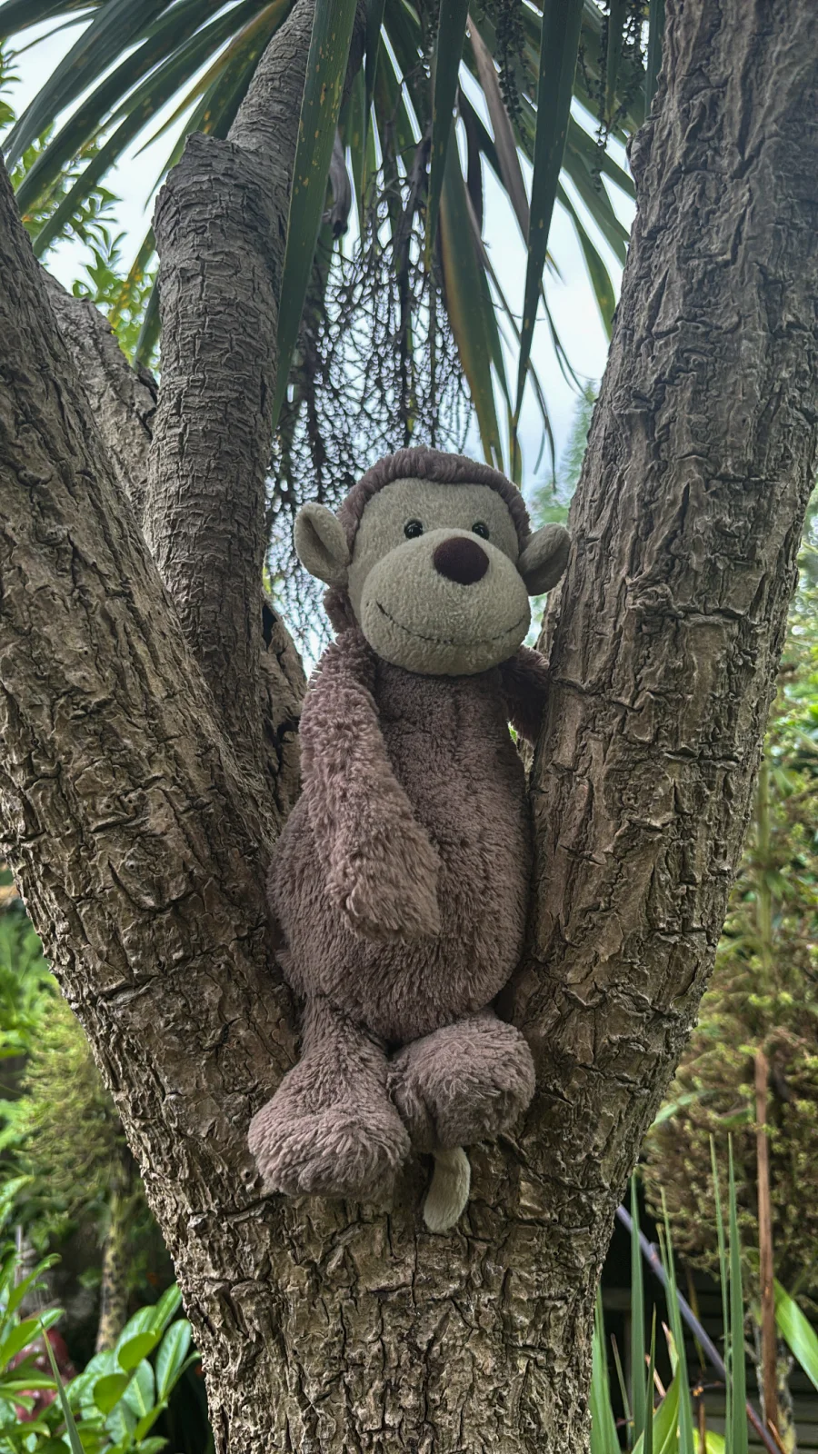 Front - Bashful Monkey - Medium photo by Jelly_Journey