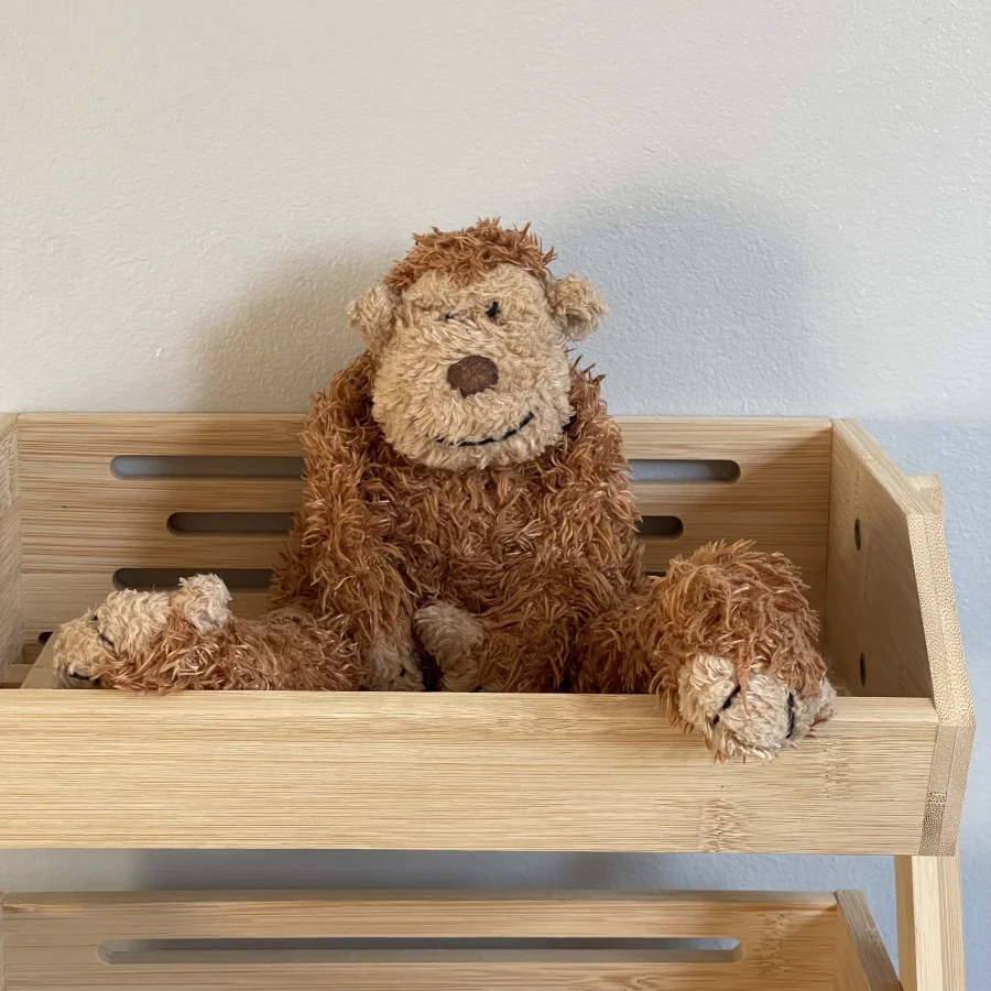 Front - Junglie Monkey photo by charlotteriddettepage
