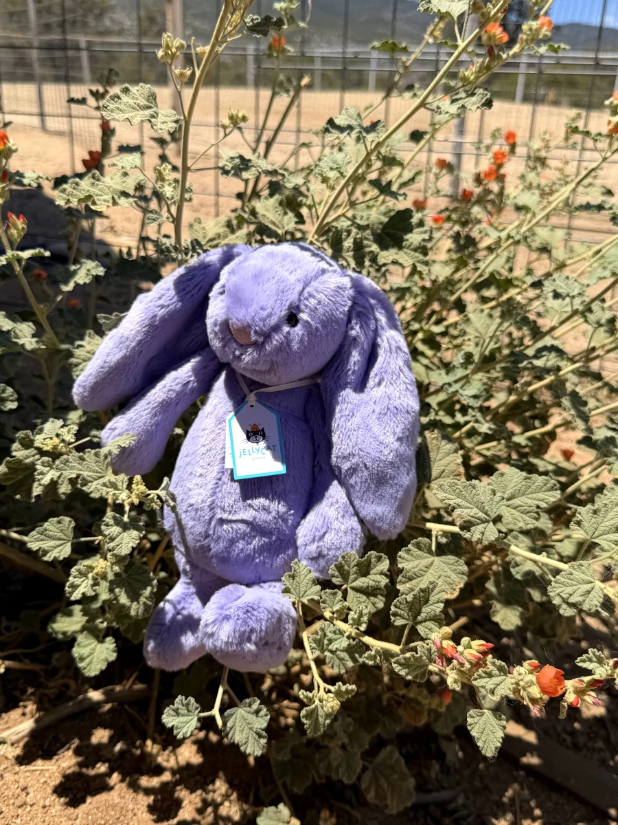 Lifestyle - Bashful Viola Bunny photo by jellycatangel