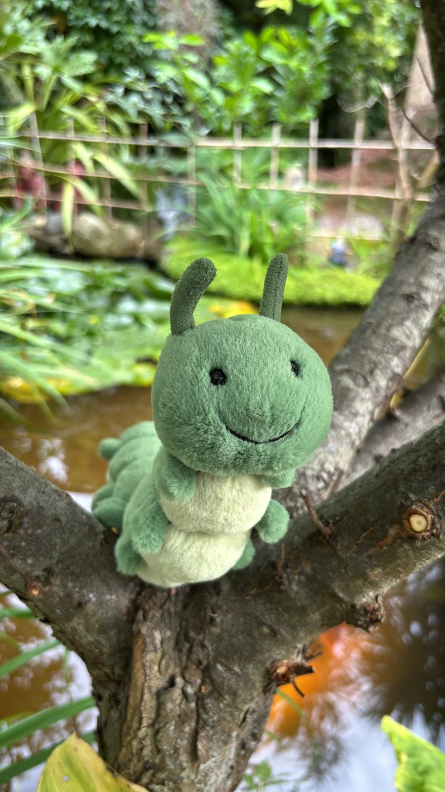 Front - Carys Caterpillar photo by Jelly_Journey
