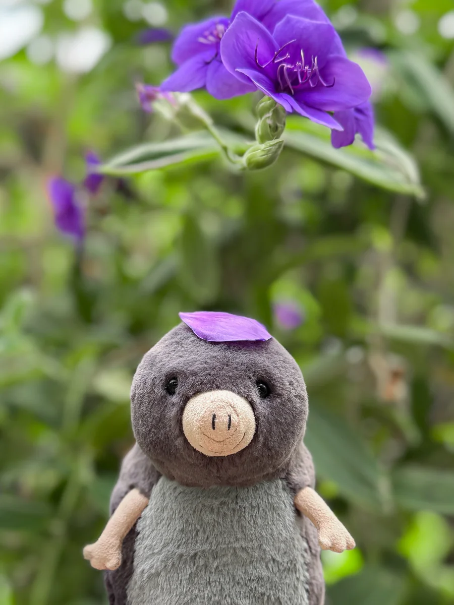 Front - Muswell Mole photo by cosymoth