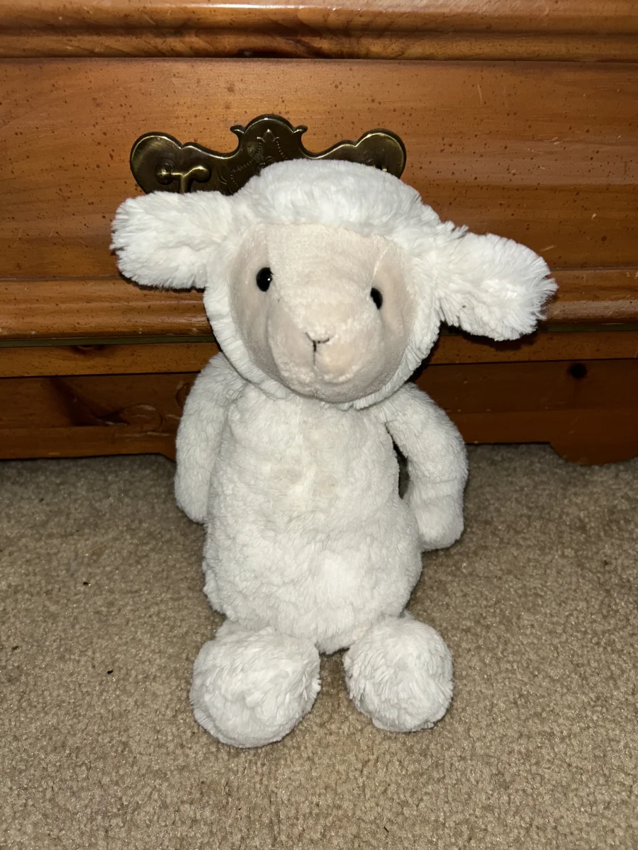 Front - Bashful Lamb - Medium photo by averyd2003