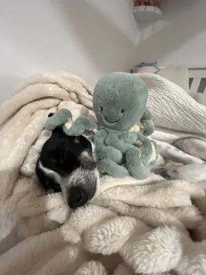 A photo of Odyssey Octopus Jellycat taken by ami_jellycats