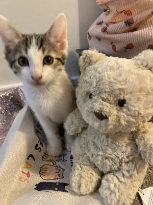 Bartholomew Bear Junior Jellycat photo