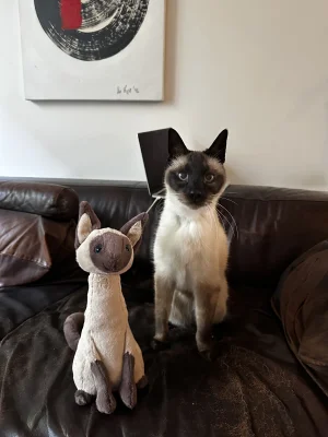 Iris Siamese Cat Jellycat | Jelly Journal