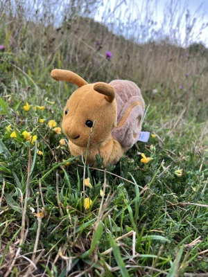 Sandy Snail Jellycat photo uploaded by Amused