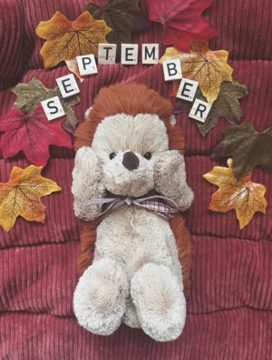 A photo of Bashful Hedgehog Jellycat taken by lottylovesjellycats