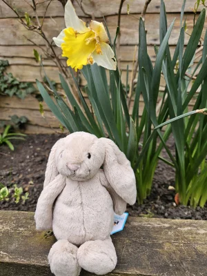 Bashful Beige Bunny - Small Jellycat photo uploaded by Ilovejelly