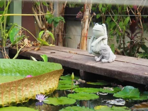 Fergus Frog - Medium Jellycat photo uploaded by herbgardenplush