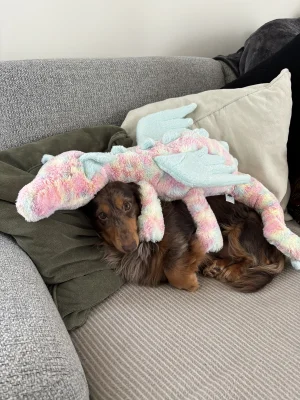 Lazulia Dragon - Huge Jellycat photo uploaded by the_jelly_jungle