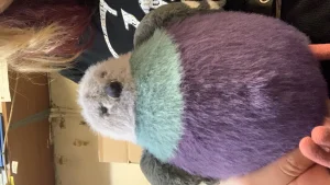 A photo of Leicester Pigeon 🇬🇧  Jellycat taken by Emilysloth_17