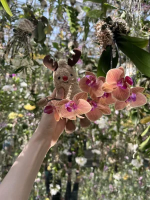 Amuseables Peanut Reindeer Jellycat photo uploaded by Amused