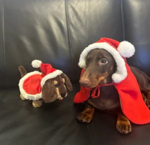 A photo of Otto Sausage Dog - Big Jellycat taken by #Yellowduckies