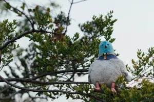 Strutton Pigeon 🇺🇸 Jellycat photo uploaded by bonbon5669