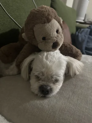 Smudge Monkey - Medium Jellycat photo