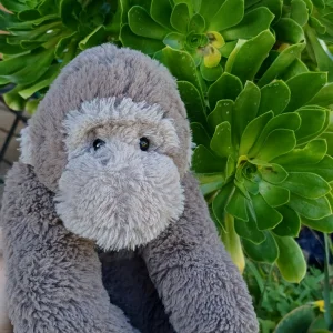 A photo of Gregory Gorilla - Medium Jellycat taken by herbgardenplush
