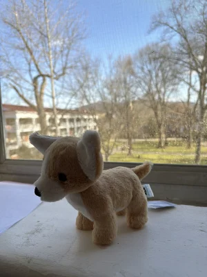 A photo of Isobel Chihuahua Jellycat taken by katsjellies