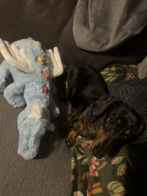 Sky Dragon - Large Jellycat photo
