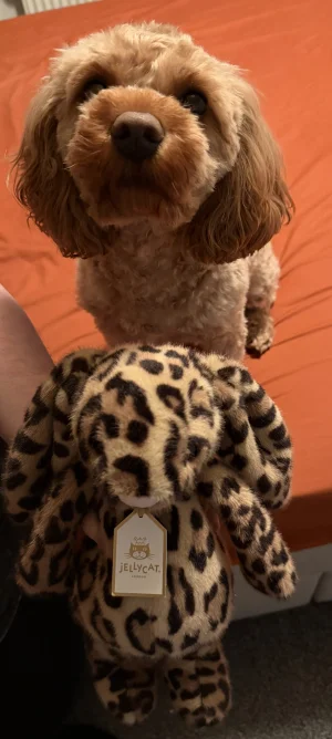 Cobblehop Bunny Jellycat photo uploaded by Jellymadlaura85