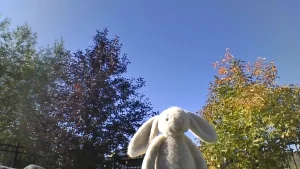 Front photo of Wheat Flufflet Bunny uploaded by Jellycat_Jack_