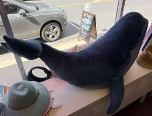 Gilbert The Great Whale - Gigantic Jellycat photo uploaded by kaleighsjellies