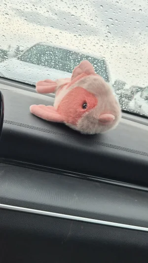 Front photo of Fancy Carp uploaded by savvyrae