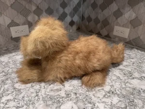 Scruffles Rescue Dog Jellycat photo uploaded by SnowLeopard821