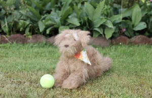 Scruffles Rescue Dog Jellycat | Jelly Journal