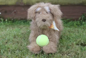 Scruffles Rescue Dog Jellycat | Jelly Journal