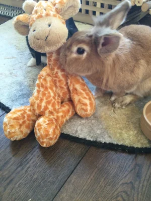 Bashful Giraffe - Medium Jellycat photo