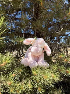 A photo of Patches Puppy Pink - Medium Jellycat taken by jellycatangel