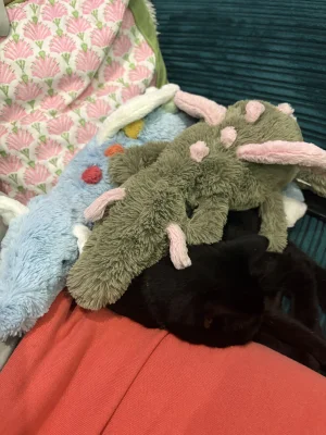 Malachy Dragon Jellycat photo