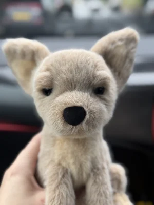 A photo of Yapsby Chihuahua Jellycat taken by TabbyM18