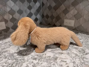 Pecanine Sausage Dog Jellycat photo uploaded by SnowLeopard821