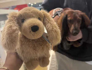 Pecanine Sausage Dog Jellycat | Jelly Journal