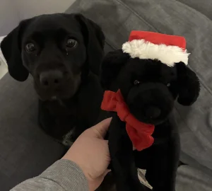 Winter Warmer Pippa Labrador Jellycat photo