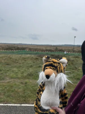Bashful Tiger Jellycat photo