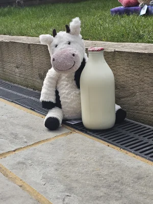 A photo of Mooliet Cow Jellycat taken by Ilovejelly