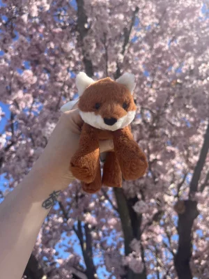 Photo by Lollysjellycats