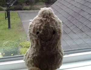Amuseables Peanut Jellycat photo