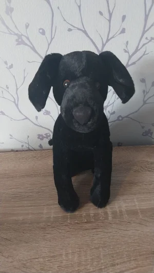 A photo of Pippa Black Labrador Jellycat taken by Hope_Collectablez