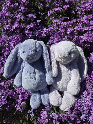 Bashful Viola Bunny Jellycat photo uploaded by Eliza23