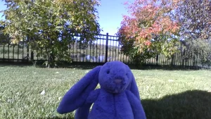 Lifestyle photo of Bashful Viola Bunny uploaded by Jellycat_Jack_