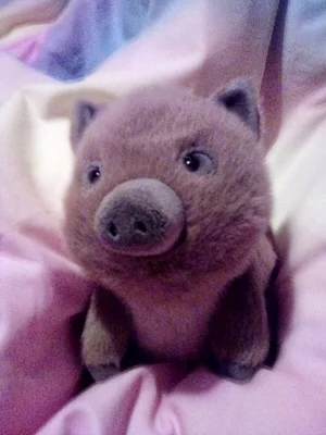 Swinley Boar Jellycat | Jelly Journal