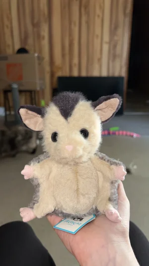Lolly Sugar Glider JellyCat | Jelly Journal | Jelly Journal